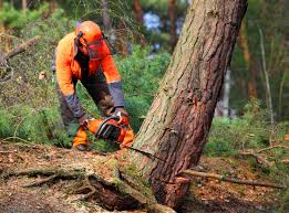 Professional  Tree Services in Chesterton, IN